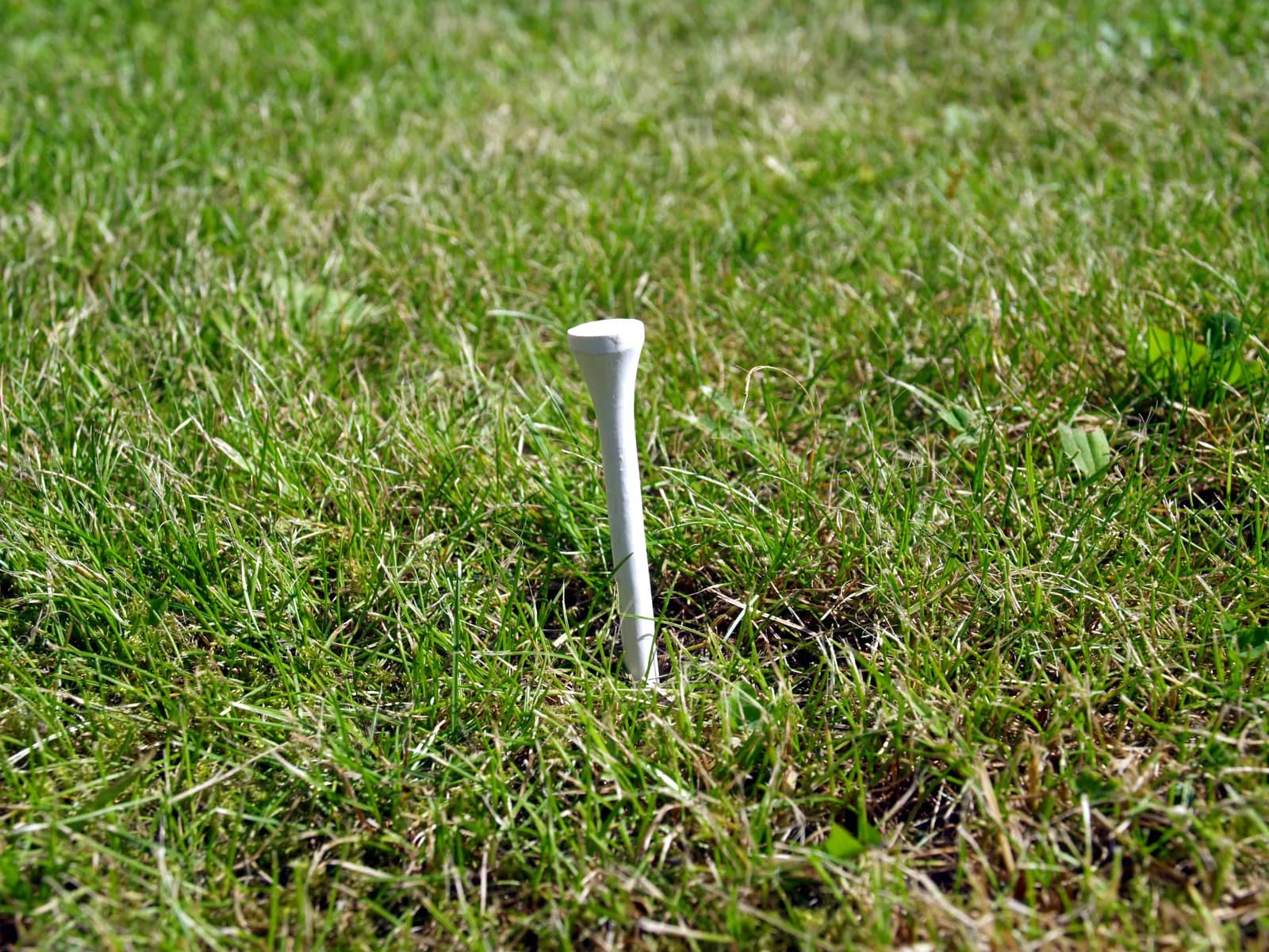 Tee de golf blanc planté dans l'herbe, prêt pour un premier départ