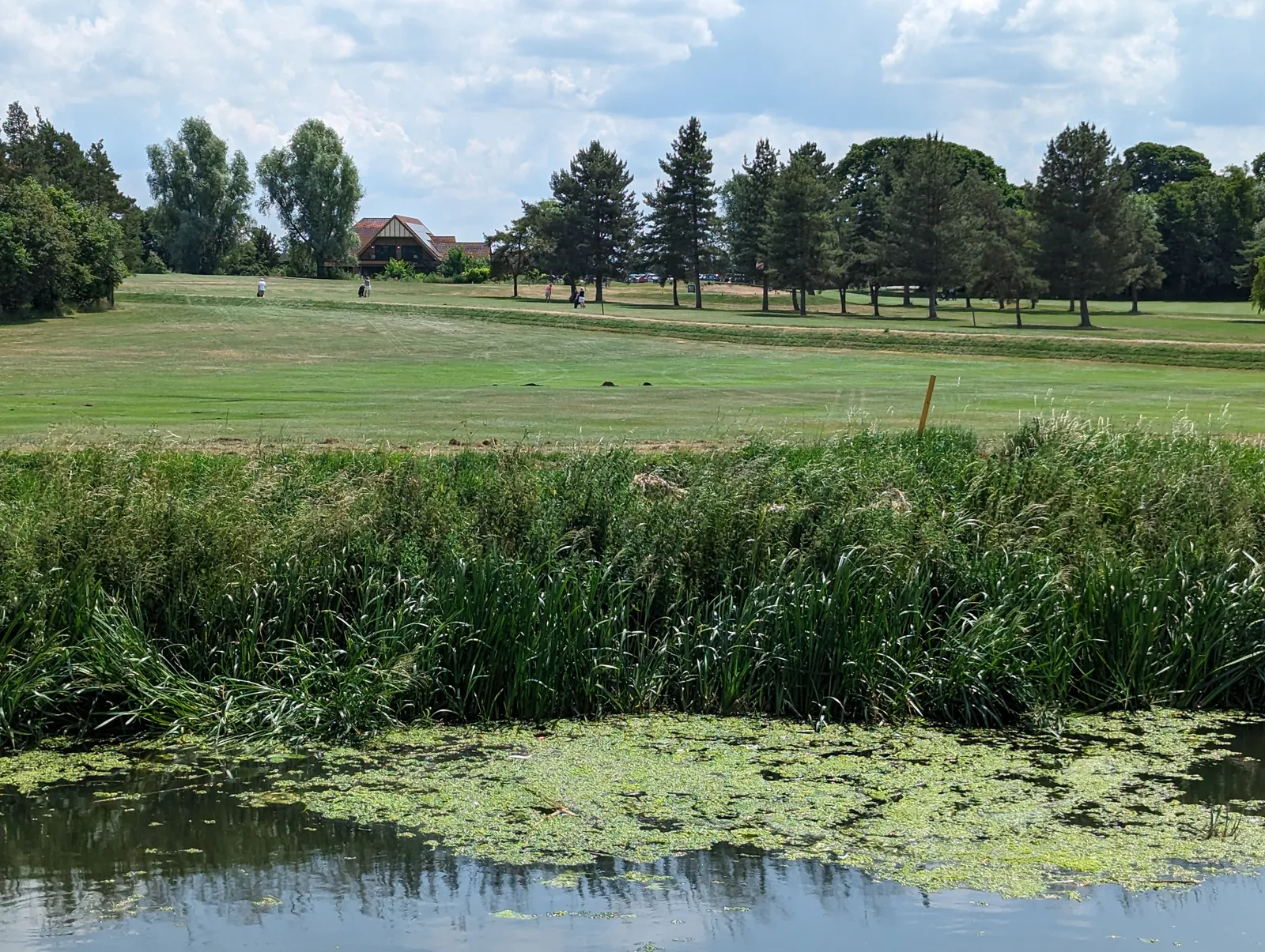 Fairway vu depuis la rive d'une pièce d'eau couverte de lentilles, bordée de roseaux, avec un piquet jaune planté au bord de la zone et des golfeurs au loin